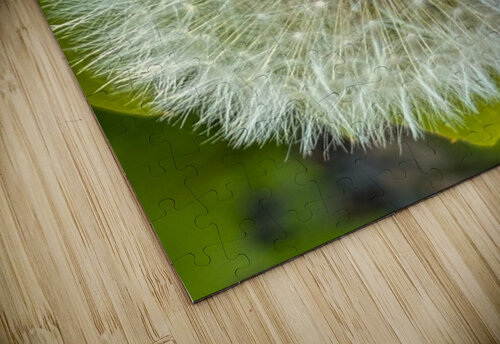 Dandelion pollen Genevieve Gagnon puzzle