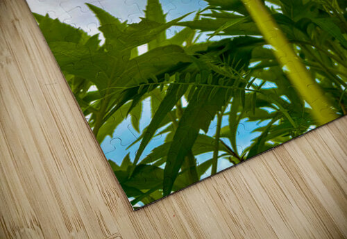 Dandelion Genevieve Gagnon puzzle