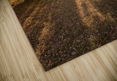 Tree shadows Genevieve Gagnon puzzle