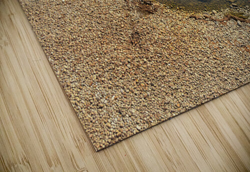 Imaginary reef Genevieve Gagnon puzzle
