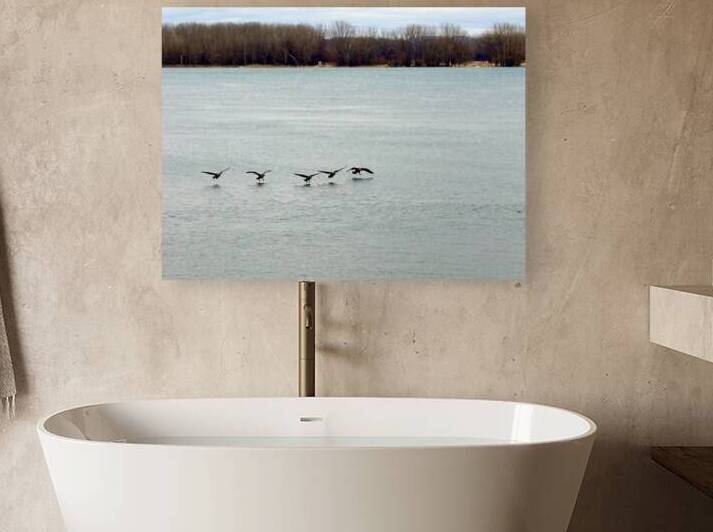 Bustards landing on the River by Genevieve Gagnon