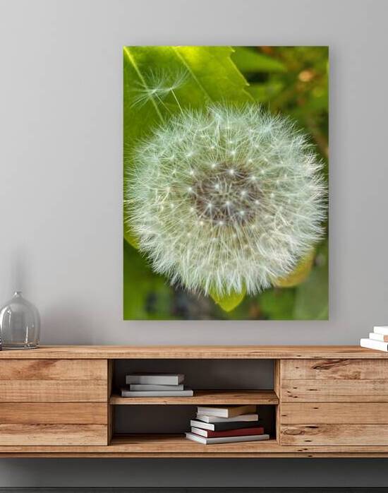 Dandelion pollen by Genevieve Gagnon