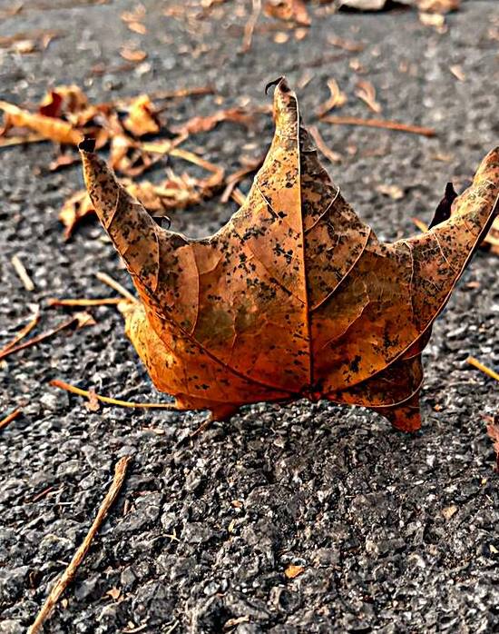 Autumn has its superhero by Genevieve Gagnon