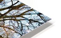 Color in winter HD Metal print