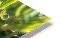 Morning dew HD Metal print
