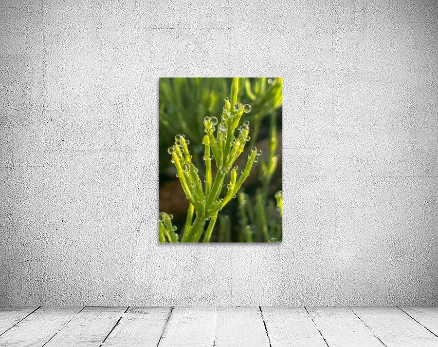 Morning dew Wall Preview