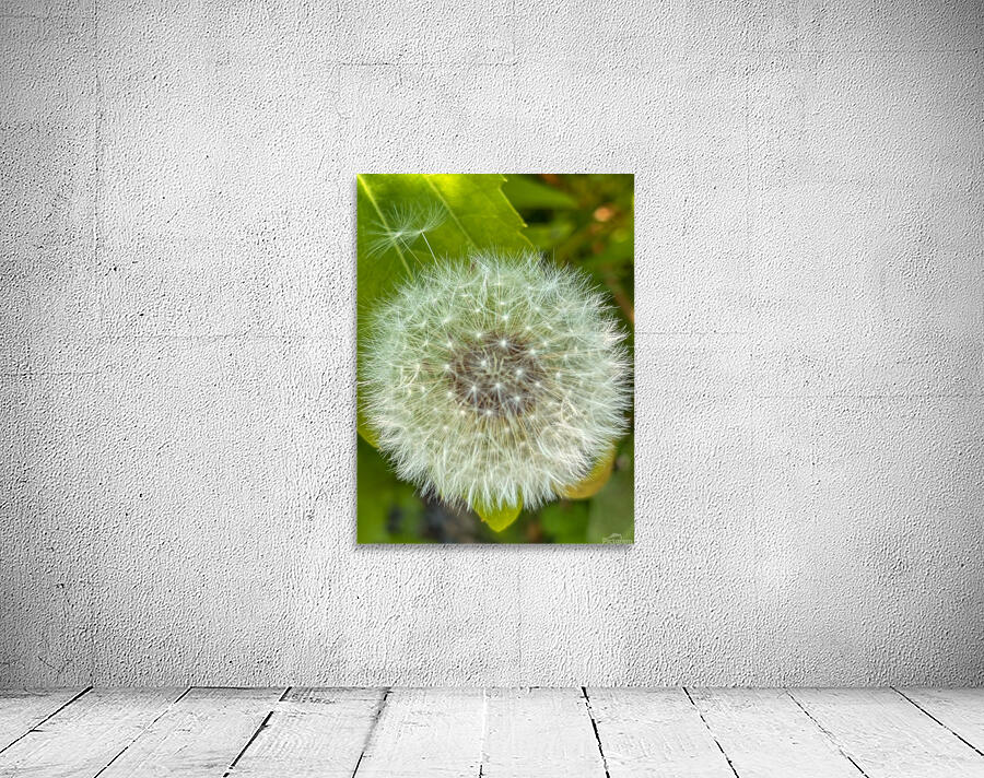 Dandelion pollen Wall Preview