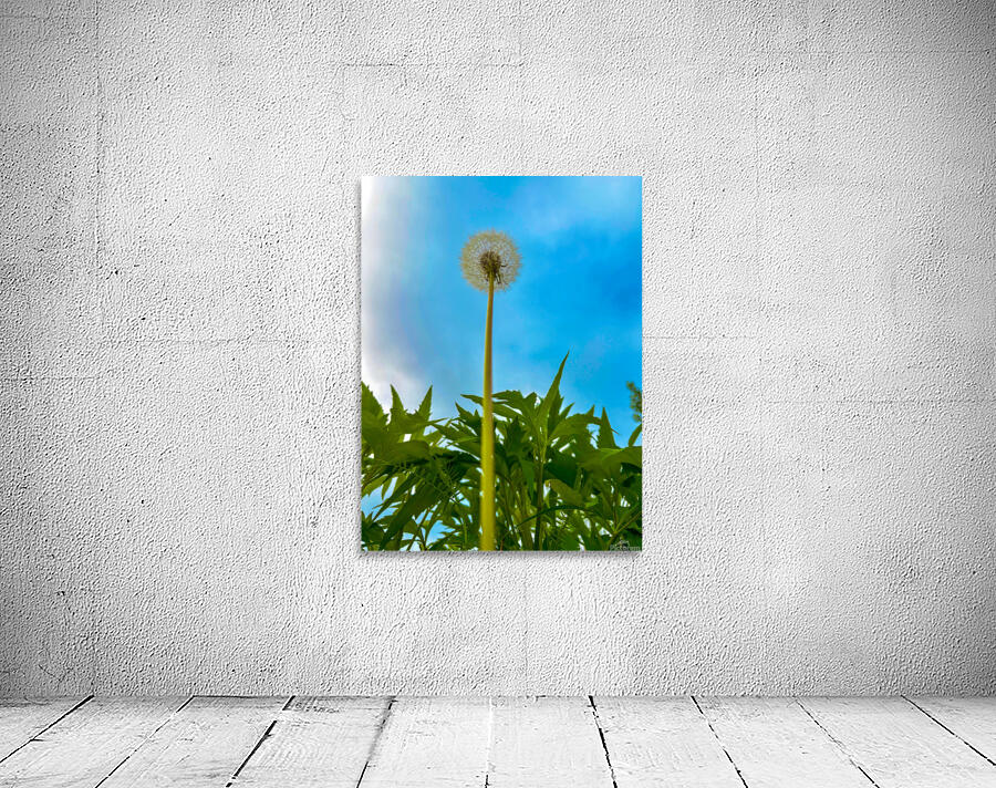 Dandelion Wall Preview