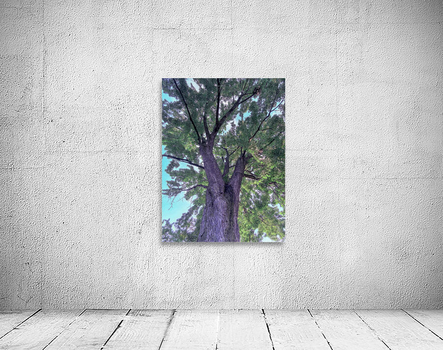 Tree Wall Preview