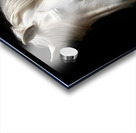 The White Horse 1 Acrylic print