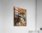 The Eagle 1 Acrylic Print