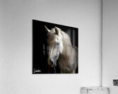 The White Horse 1 Acrylic Print