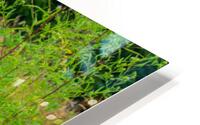 Washington Meadow HD Metal print
