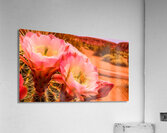   prompt   close up  blooming desert cactus  vibr Acrylic Print