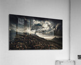 Autumn Forest Path: Serene Nature Landscape Photography Acrylic Print