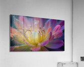 Ephemeral Dew: A Moment of Floral Beauty Acrylic Print