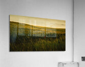 Golden Wheat Field with Red Poppy: A Serene Landscape Acrylic Print