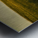 Golden Wheat Field with Red Poppy: A Serene Landscape Metal print