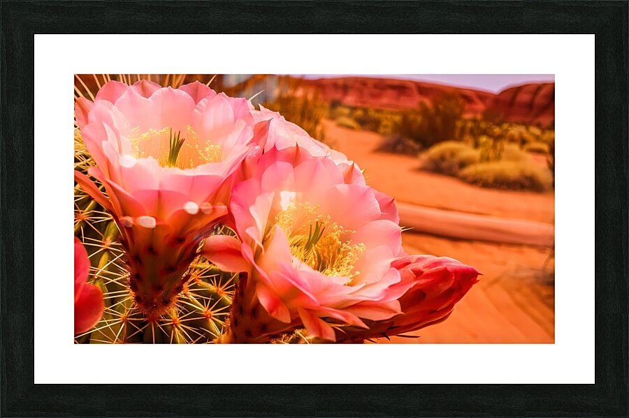   prompt   close up  blooming desert cactus  vibr Picture Frame print