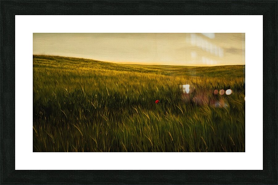 Golden Wheat Field with Red Poppy: A Serene Landscape Picture Frame print
