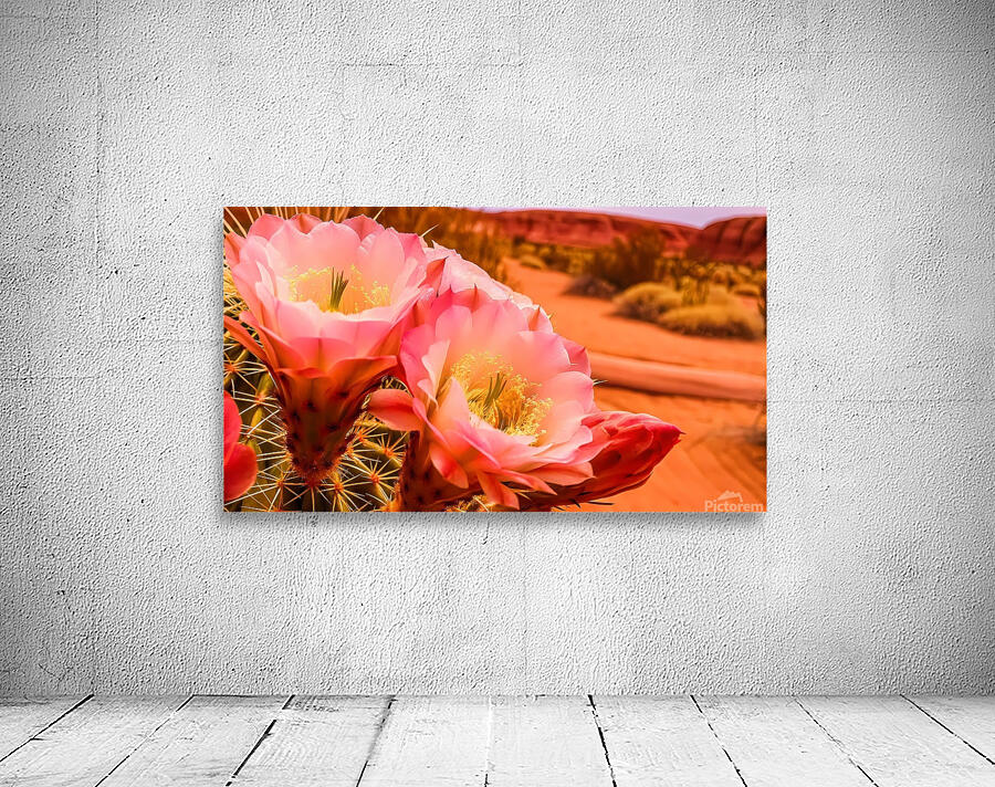   prompt   close up  blooming desert cactus  vibr Wall Preview