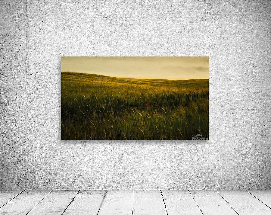 Golden Wheat Field with Red Poppy: A Serene Landscape Wall Preview