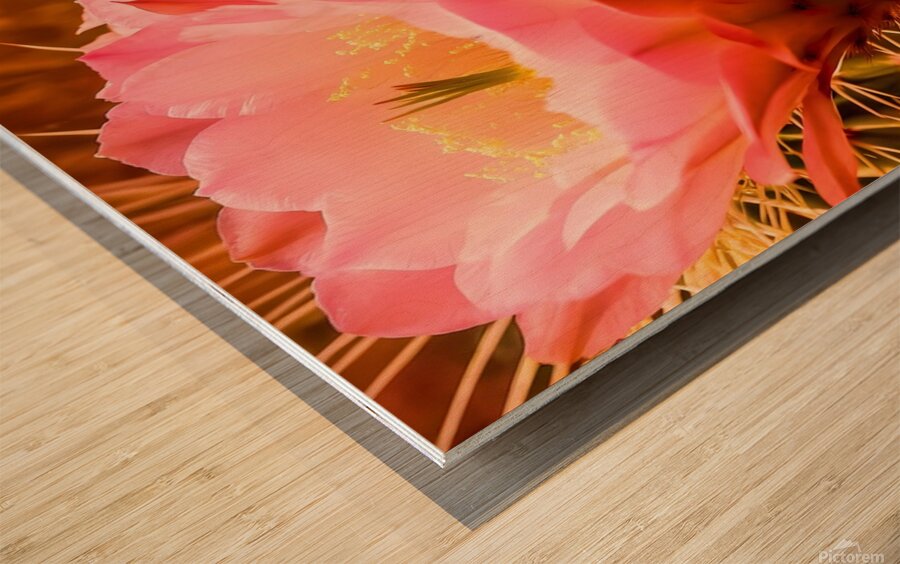   prompt   close up  blooming desert cactus  vibr Wood print