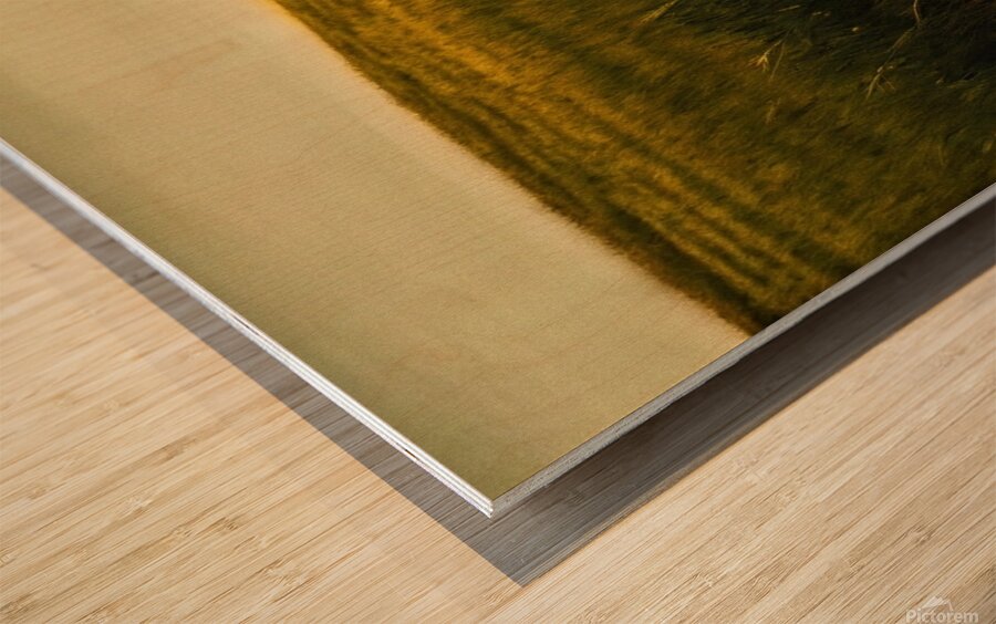 Golden Wheat Field with Red Poppy: A Serene Landscape Wood print