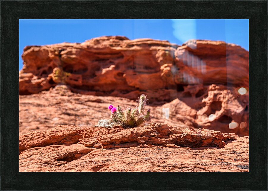 Flowering Cactus Picture Frame print