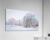 Winter Oaks 2 Acrylic Print