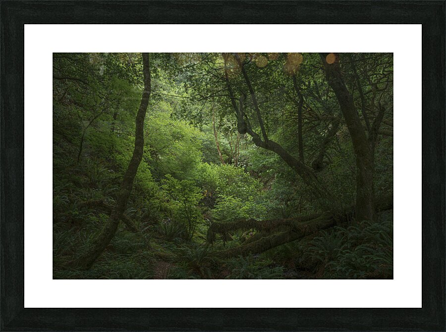 Myrtlewood Tree Picture Frame print