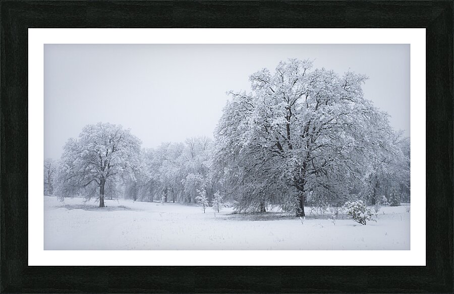 Winter Oaks 2 Picture Frame print