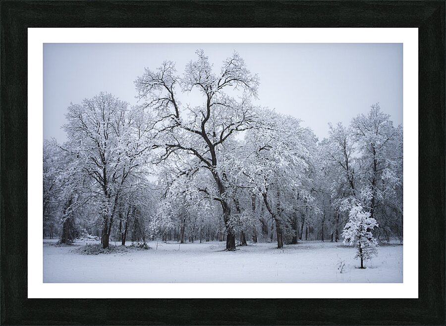 Winter Oaks 1 Picture Frame print