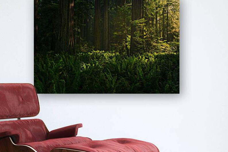 Deep in the Redwoods by Northwest Photoz
