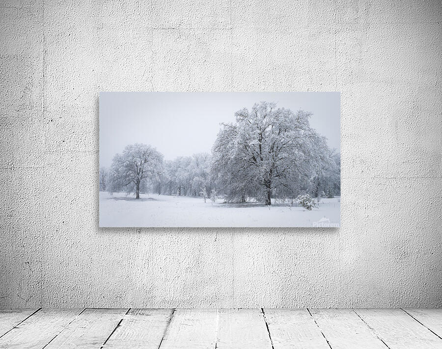 Winter Oaks 2 Wall Preview