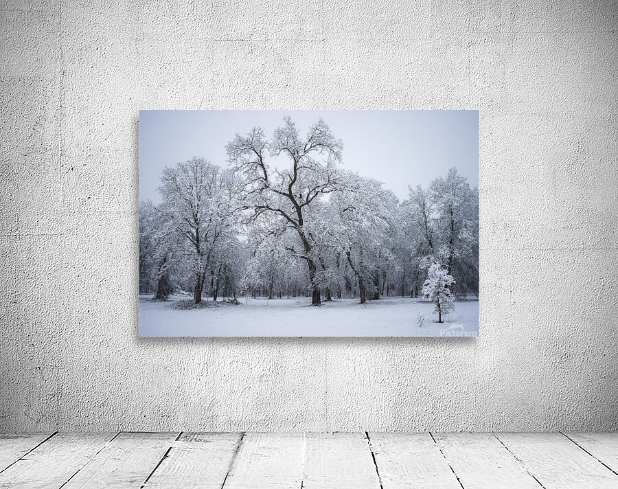 Winter Oaks 1 Wall Preview