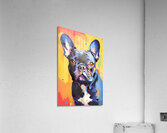 Un Bulldog Acrylic Print