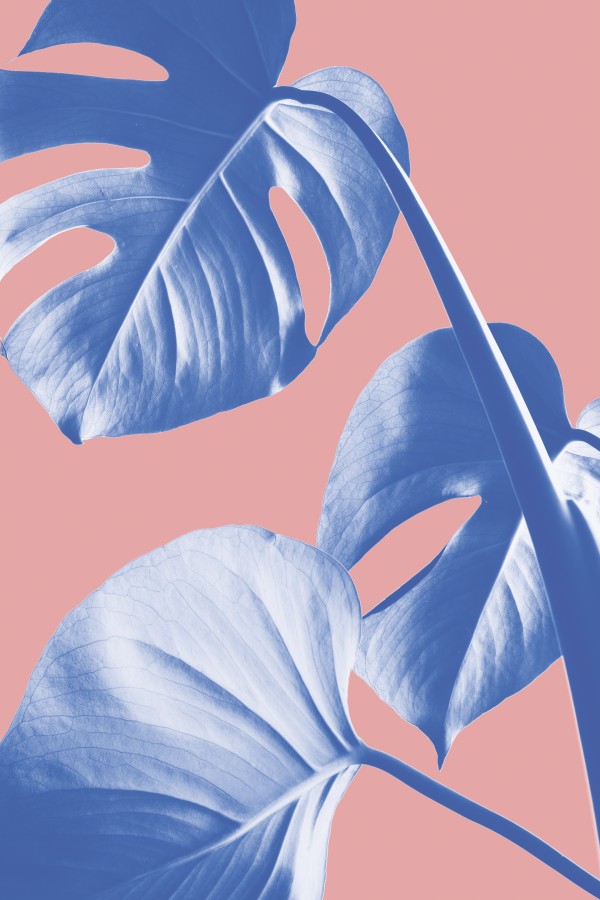 Monstera Purple 05 by 1x Wall Art