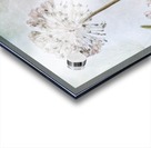 Allium Acrylic print