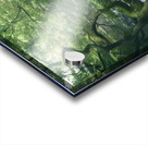 Japanese Tree Acrylic print