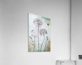 Allium Acrylic Print