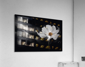 Symphony White Acrylic Print