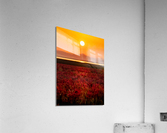 sunset Acrylic Print