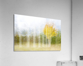 Impressionistic birch Acrylic Print