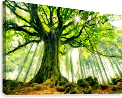 Ponthus' Beech