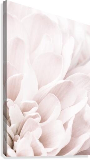 Chrysanthemum No 04