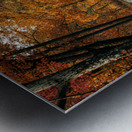 Road to fall Metal print