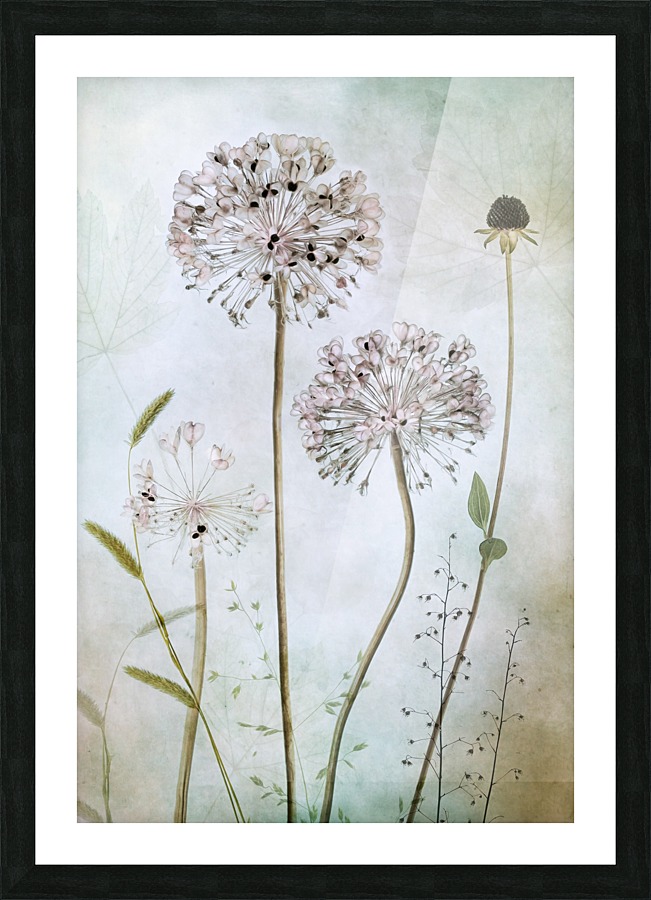 Allium Picture Frame print