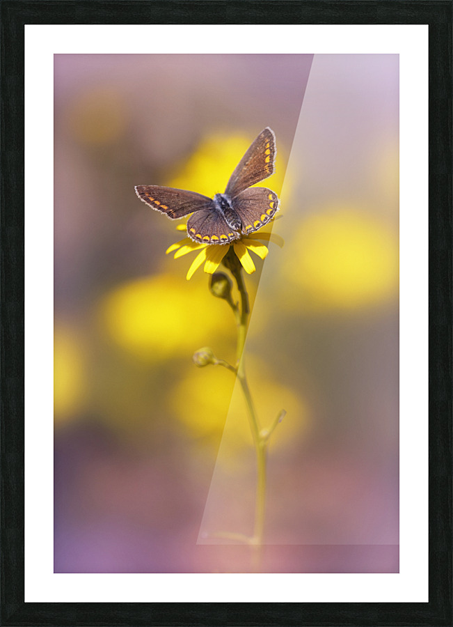 icaro Picture Frame print