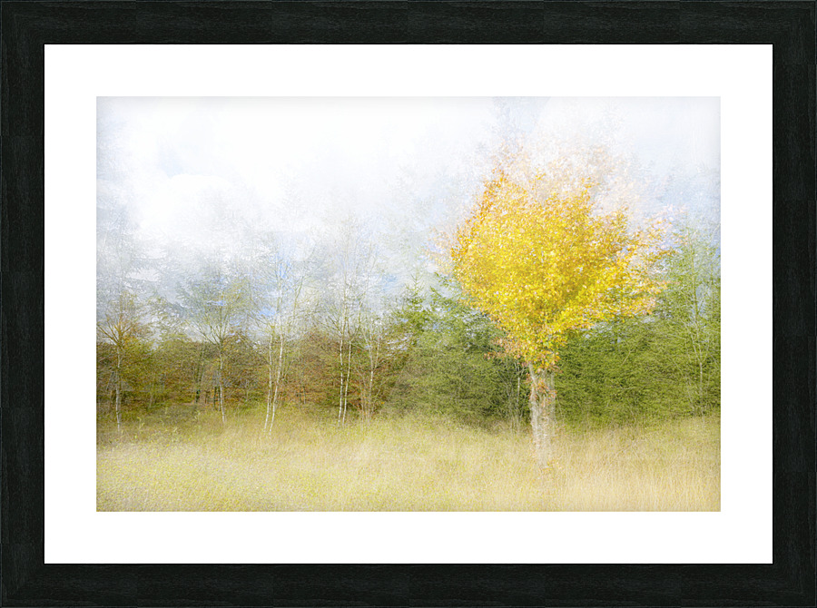 Impressionistic birch Picture Frame print